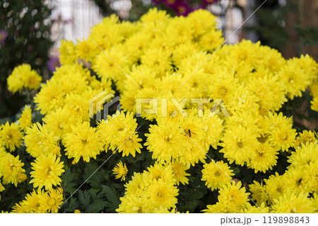 秋の風景　鮮やかに咲いた菊の花　山形県南陽市 119898843