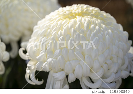 秋の風景 鮮やかに咲いた菊の花 山形県南陽市 秋の風景 鮮やかに咲いた菊の花 山形県南陽市 119898849