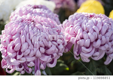 秋の風景 鮮やかに咲いた菊の花 山形県南陽市 秋の風景 鮮やかに咲いた菊の花 山形県南陽市 119898851