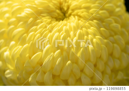 秋の風景　鮮やかに咲いた菊の花　山形県南陽市 119898855