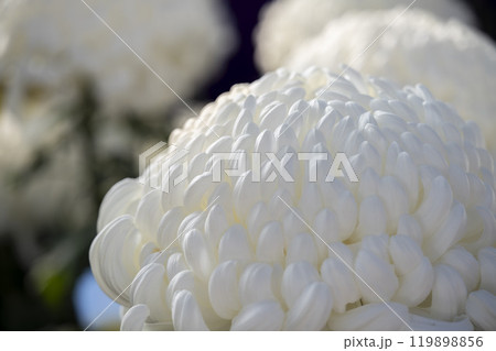 秋の風景 鮮やかに咲いた菊の花 山形県南陽市 秋の風景 鮮やかに咲いた菊の花 山形県南陽市 119898856