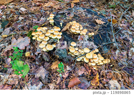 mushrooms growing on a tree 119898865