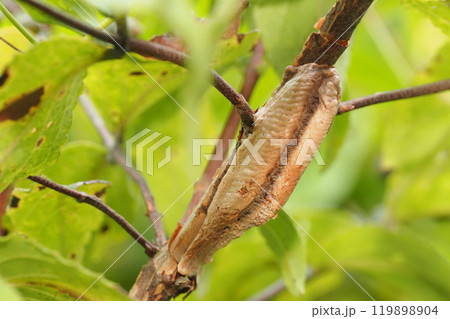 チョウセンカマキリの卵 チョウセンカマキリの卵 119898904