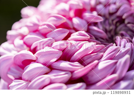 秋の風景 鮮やかに咲いた菊の花 山形県南陽市 秋の風景 鮮やかに咲いた菊の花 山形県南陽市 119898931