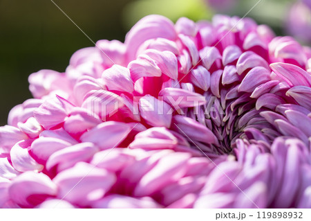 秋の風景　鮮やかに咲いた菊の花　山形県南陽市 119898932