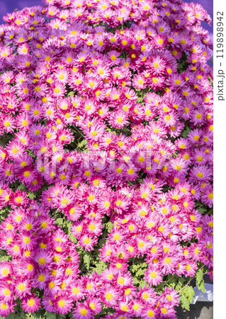 秋の風景　鮮やかに咲いた菊の花　山形県南陽市 119898942