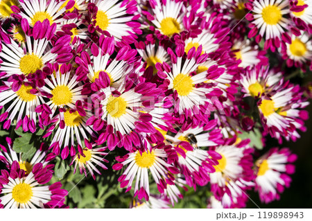 秋の風景　鮮やかに咲いた菊の花　山形県南陽市 119898943