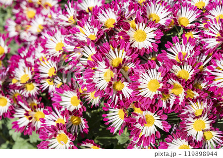 秋の風景　鮮やかに咲いた菊の花　山形県南陽市 119898944