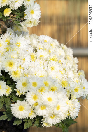 秋の風景　鮮やかに咲いた菊の花　山形県南陽市 119898950