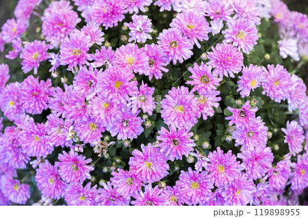 秋の風景　鮮やかに咲いた菊の花　山形県南陽市 119898955