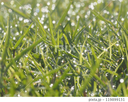 広場の芝生に降りたキラキラの朝露（日ざしを浴びた葉っぱと水滴） 119899131