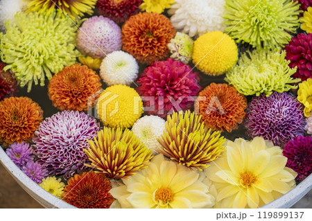 鮮やかな花手水（菊手水）　山形県南陽市 119899137