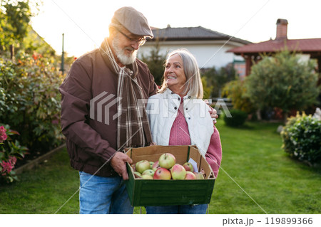 Portrait of beautiful senior couple outdoors in an autumn garden, holding crate full of freshly picked apples. 119899366