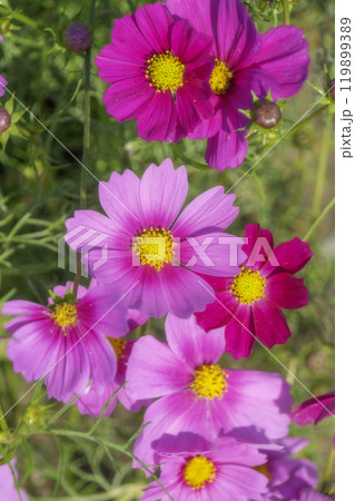 秋の花壇に咲く濃いピンク色のコスモスの花 119899389