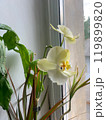 Yellow orchid flower close up. Flowering of a house orchid selective focus. Blossom houseplant phalaenopsis orchid. Fuller sunset color. Botanical background. High quality photo. 119899820