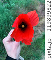Red poppy flower close up. Flowering of a field poppy selective focus. Blossom wild plants. Remembrance day. Botanical background. High quality photo. 119899822