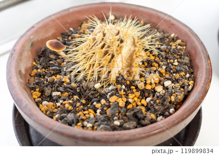 鉢に植えた金鯱サボテン 鉢に植えた金鯱サボテン 119899834