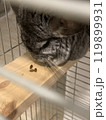 Chinchilla eats. Grey rodent plays with eat. Domestic pet eating. High quality photo. 119899931