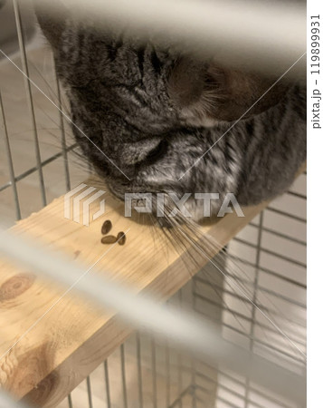 Chinchilla eats. Grey rodent plays with eat. Domestic pet eating. High quality photo. 119899931