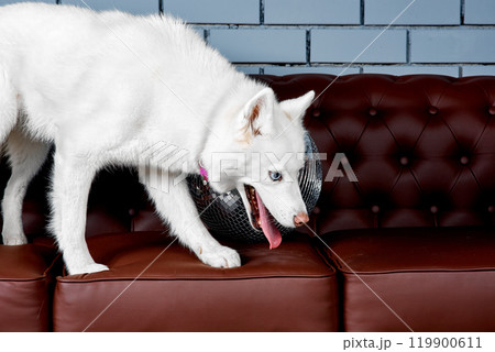White Husky with Disco Ball on Leather Sofa White Husky with Disco Ball on Leather Sofa 119900611