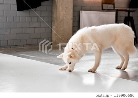 Curious White Husky Sniffing Studio Floor 119900686