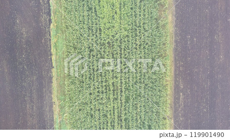 A breathtaking aerial view showcasing lush green agricultural fields and vibrant landscapes 119901490