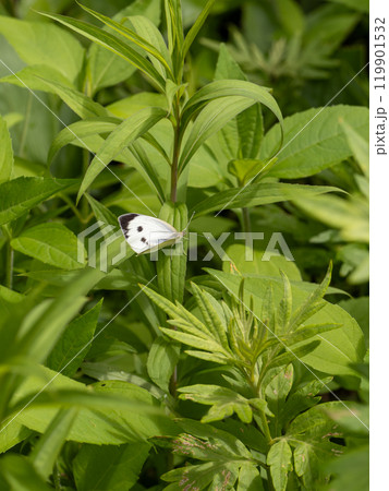 オオモンシロチョウ 119901532