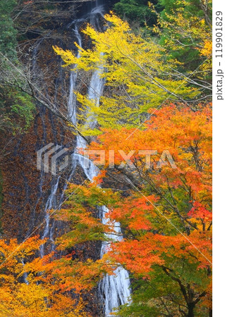 紅葉の常光寺の滝(宮崎県高千穂町・縦構図) 紅葉の常光寺の滝(宮崎県高千穂町・縦構図) 119901829