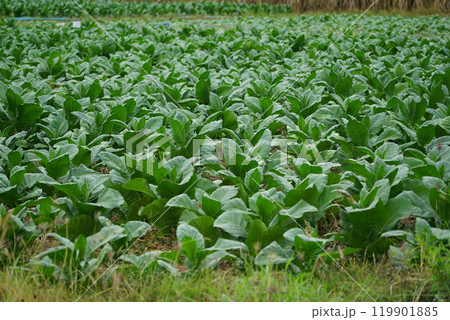 Planting a row of tobacco plants in a farmer's field. Planting a row of tobacco plants in a farmer's field. 119901885