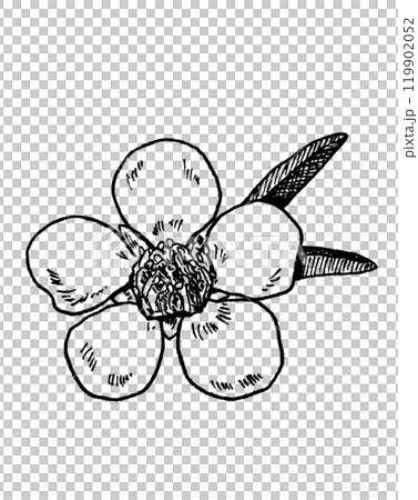 麥盧卡花的線條畫 麥盧卡花的線條畫 119902052