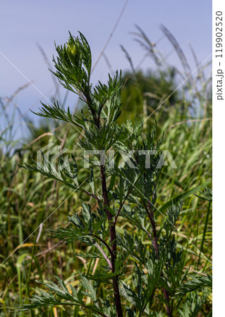 Artemisia vulgaris common mugwort allergen flowering 119902520