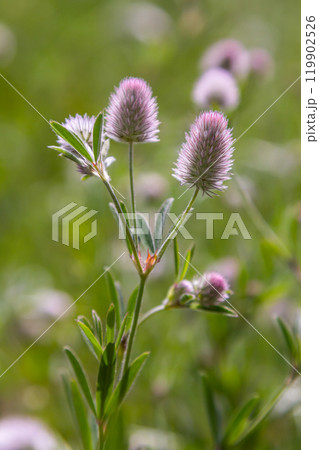 Trifolium arvense closeup. Fluffy clover in a meadow. Summer flora growing in the field. Colorful bright plants. Selective focus on the details, blurred background Trifolium arvense closeup. Fluffy clover in a meadow. Summer flora growing in the field. Colorful bright plants. Selective focus on the details, blurred background 119902526