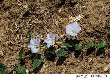 Field bindweed or Convolvulus arvensis European bindweed Creeping Jenny Possession vine herbaceous perennial plant with open and closed white flowers surrounded with dense green leaves Field bindweed or Convolvulus arvensis European bindweed Creeping Jenny Possession vine herbaceous perennial plant with open and closed white flowers surrounded with dense green leaves 119902531