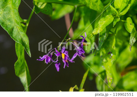 Bittersweet nightshade Solanum dulcamara flowers and buds with leaves. Place for text Bittersweet nightshade Solanum dulcamara flowers and buds with leaves. Place for text 119902551
