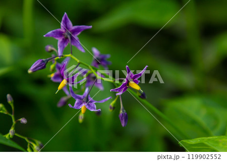 Bittersweet nightshade Solanum dulcamara flowers and buds with leaves. Place for text 119902552