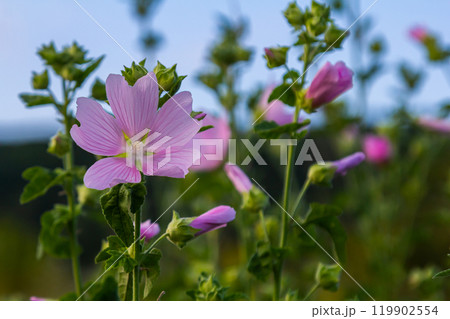 Close-up of beautiful flowers in the sun in spring. Malva common. Malva sylvestris. Common mallow 119902554