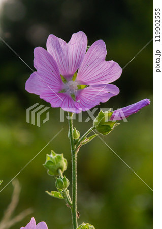 Close-up of beautiful flowers in the sun in spring. Malva common. Malva sylvestris. Common mallow 119902555