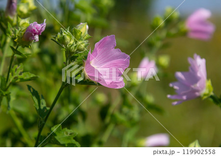 Close-up of beautiful flowers in the sun in spring. Malva common. Malva sylvestris. Common mallow Close-up of beautiful flowers in the sun in spring. Malva common. Malva sylvestris. Common mallow 119902558