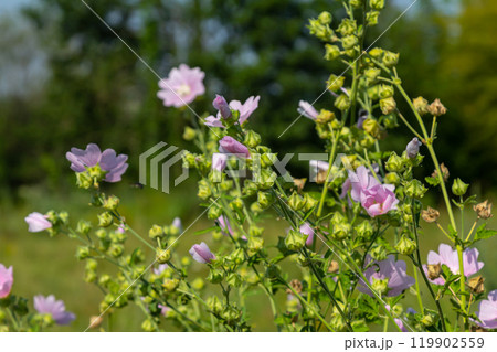 Close-up of beautiful flowers in the sun in spring. Malva common. Malva sylvestris. Common mallow Close-up of beautiful flowers in the sun in spring. Malva common. Malva sylvestris. Common mallow 119902559