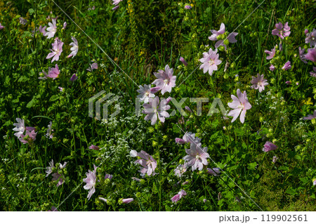 Close-up of beautiful flowers in the sun in spring. Malva common. Malva sylvestris. Common mallow 119902561