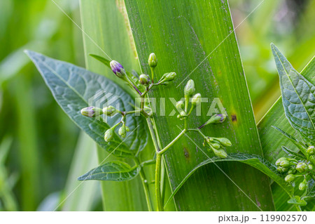 Bittersweet nightshade Solanum dulcamara flowers and buds with leaves. Place for text Bittersweet nightshade Solanum dulcamara flowers and buds with leaves. Place for text 119902570