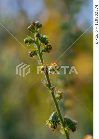 Common agrimony seeds, Latin name Agrimonia eupatoria 119902574