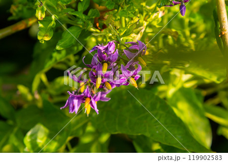 Bittersweet nightshade Solanum dulcamara flowers and buds with leaves. Place for text 119902583