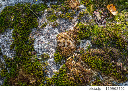 Granite moss, also called rock moss in nature 119902592