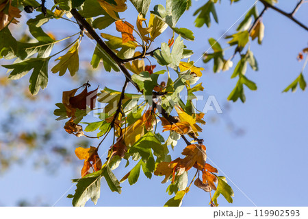 clusters of red fruits Crataegus coccinata tree close up clusters of red fruits Crataegus coccinata tree close up 119902593