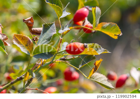 Red dog rose berries in autumn season. Many Red rosehip fruits and green leaves in sunny day 119902594