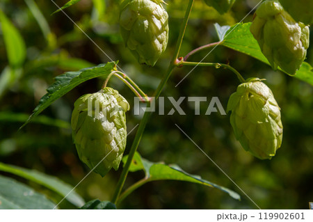 Hops flowers, of the hop plant Humulus lupulus, for beer production growing in the Bavaria by the Danube river on a sunny day Hops flowers, of the hop plant Humulus lupulus, for beer production growing in the Bavaria by the Danube river on a sunny day 119902601