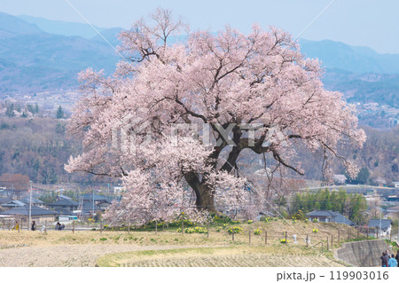 一本桜 - わに塚の桜（2021年3月） 119903016