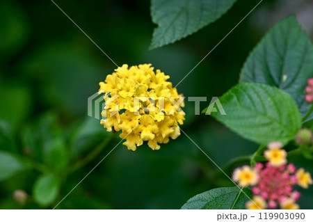 ランタナ 119903090