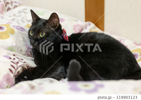 黒猫のジェネシス 119903123